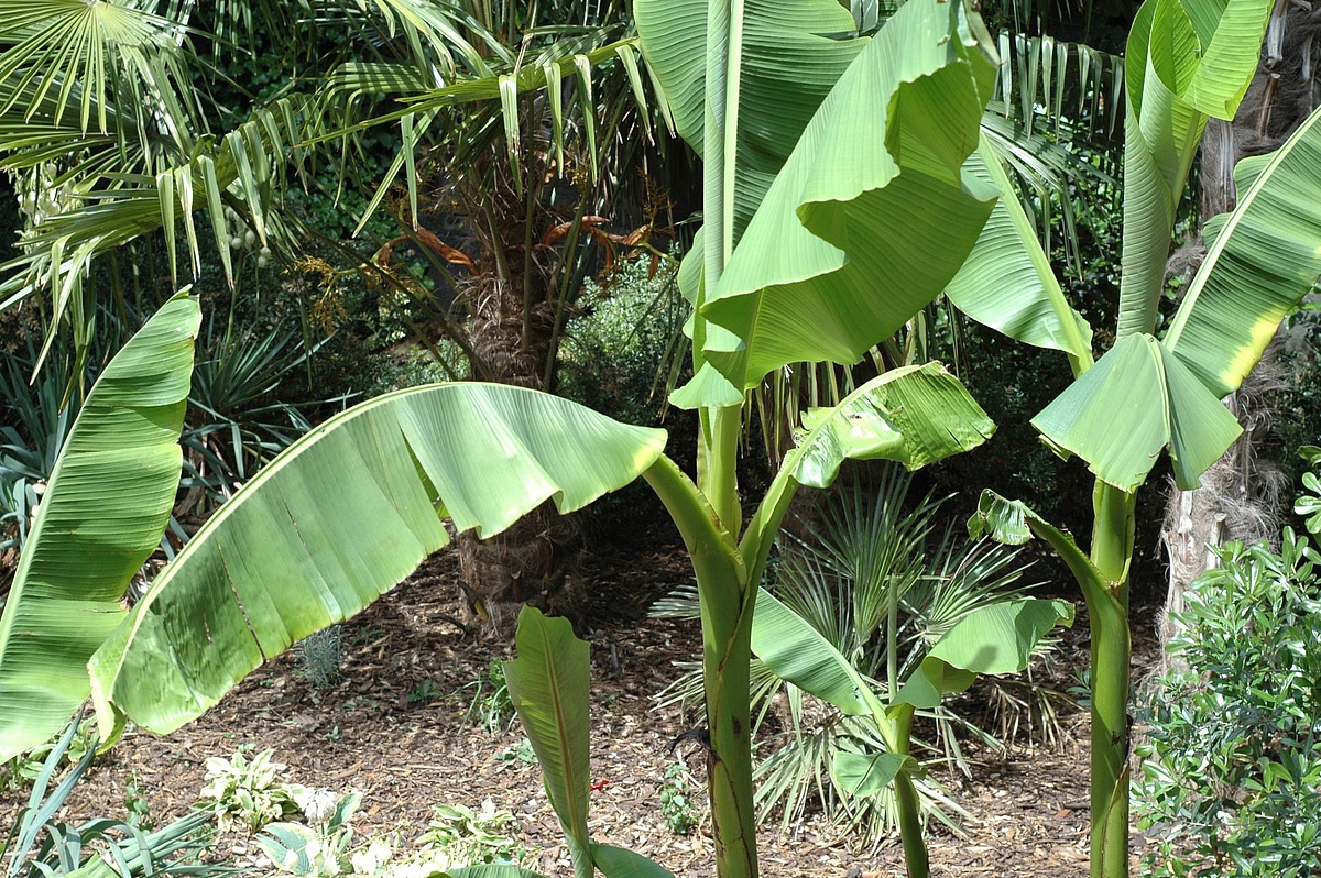 Was bringt euch auf die Palme? FrankfurtTipp