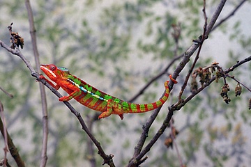 Colour changer with super tongue - New panther chameleons moved into the Exotarium