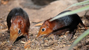 Neue Tierart im Zoo
