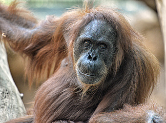 Abschied von Orang-Utan Djambi im Zoo Frankfurt