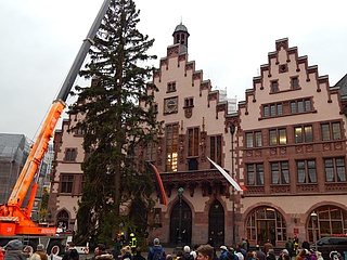 Frankfurter Weihnachtsmarkt: Der Baum auf dem Römerberg angekommen