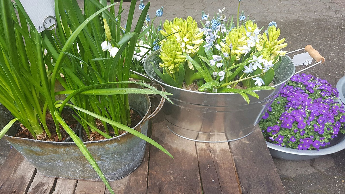 Five Good Reasons To Give Flowers Right Now Frankfurt Tipp