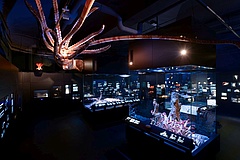 The Senckenberg Nature Museum dives into the deep sea