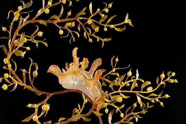 Senckenberg Naturmuseum: Neue Sonderausstellung „Sargassum – Fluch und Segen“