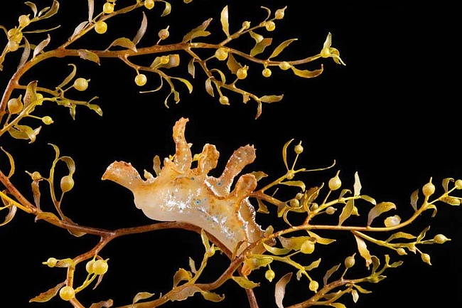 Senckenberg Naturmuseum: Neue Sonderausstellung 'Sargassum – Fluch und Segen'