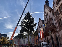 The Frankfurt Christmas tree 2022: 'Manni' is here!