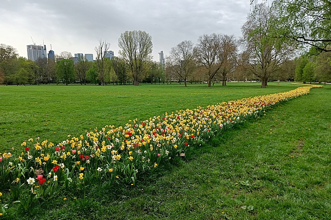 Flower splendour blooms in Frankfurt's city center: 200,000 flower bulbs transform parks and green spaces