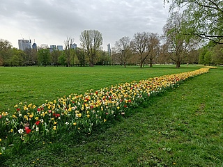 Blumenpracht erblüht in Frankfurts Stadtmitte: 200.000 Blumenzwiebeln verwandeln Park- und Grünanlagen