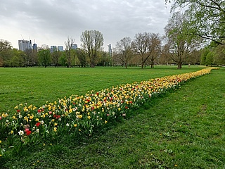 Blumenpracht erblüht in Frankfurts Stadtmitte: 200.000 Blumenzwiebeln verwandeln Park- und Grünanlagen