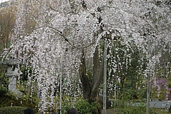 Yokohama, Gärten und Co: was ich auf meiner Japan-Reise gelernt habe