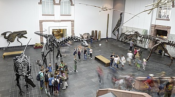 Senckenberg Naturmuseum Frankfurt öffnet am 11. Mai