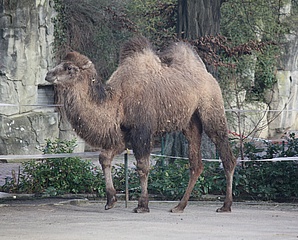 Willkommen ARYA – Neues Kamel im Frankfurter Zoo eingezogen