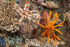 Senckenberg Nature Museum invites you to dive into the coral reef habitat