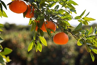 Citrus, a fabulously exciting genus