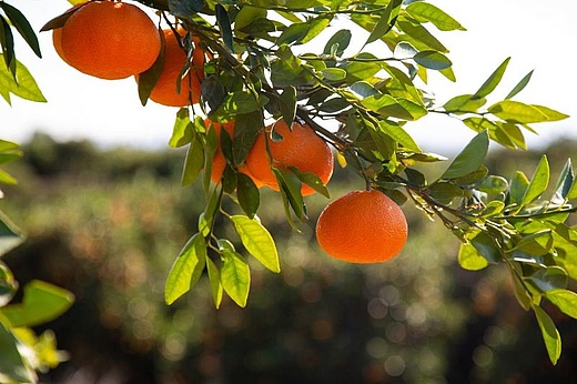 Citrus, eine sagenhaft spannende Gattung