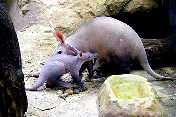 Frankfurt Zoo says: Welcome MEMPHIS!