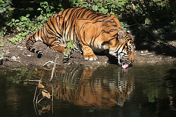 Der Zoo Frankfurt trauert um Tigerin Malea