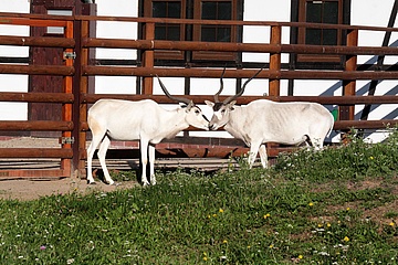Neuzugang auf der Afrikasavanne des Frankfurter Zoos