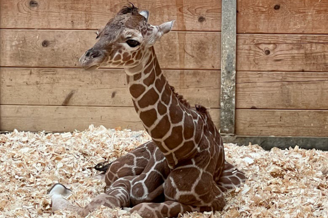 Giraffen-Nachwuchs im Opel-Zoo: Erstes Jungtier von Netzgiraffe 'Maja'