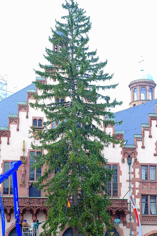 Oh Du Schone Fichte Muss Der Weihnachtsbaum Schon Sein Frankfurt Tipp