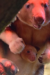 Der Zoo Frankfurt freut sich über Nachwuchs im Beutel von Baumkänguru Jaya-May