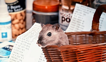 Corona-Krise –Allgemeinverfügung der Stadt Frankfurt am Main gegen Hamsterkäufe
