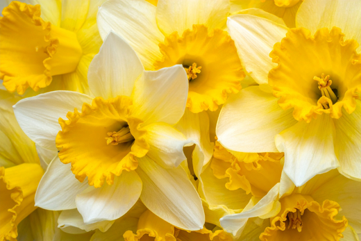 Narzissensonntag in Bad Camberg