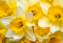 Narzissensonntag in Bad Camberg