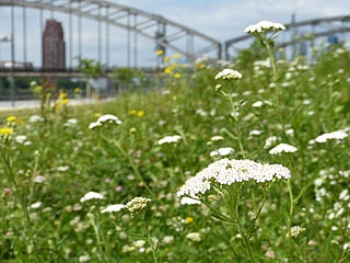 Second edition of the brochure on Frankfurt's wild meadows has been published