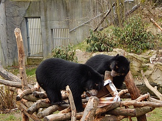 The zoo is happy about the offspring of the spectacled bears