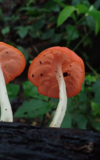 Von wilden Parasiten und Insektenfreunden – pilzliche Biodiversität in Costa Rica: Vortrag von Prof. Dr. Meike Piepenbring