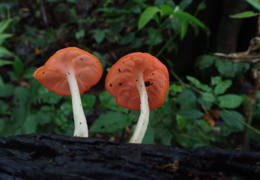 Von wilden Parasiten und Insektenfreunden – pilzliche Biodiversität in Costa Rica: Vortrag von Prof. Dr. Meike Piepenbring