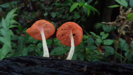 Von wilden Parasiten und Insektenfreunden – pilzliche Biodiversität in Costa Rica: Vortrag von Prof. Dr. Meike Piepenbring
