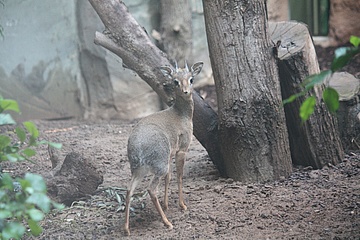 Neue Bewohner: Drei Kirk-Dikdiks im Zoo Frankfurt eingezogen