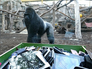 Sammelaktion: Mit alten Handys seltene Berggorillas schützen