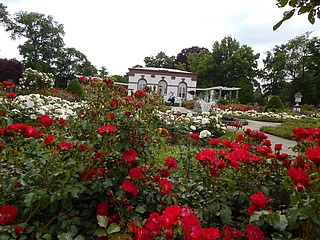 The Museum Angewandte Kunst is looking for private photos of the Rose and Lights Festival in the Palmengarten