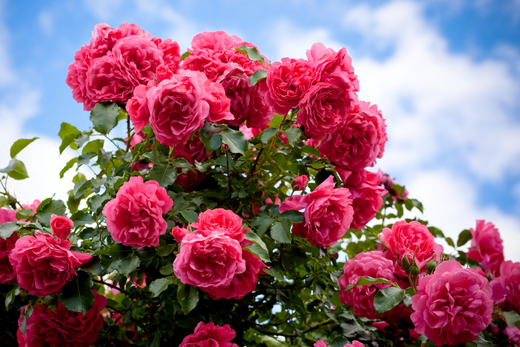 Steinfurther Rosenfest