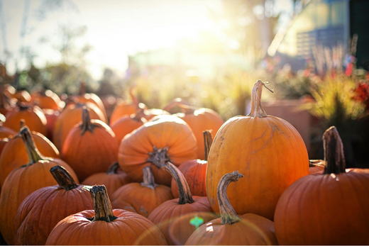 Erntedankmarkt Bad Homburg