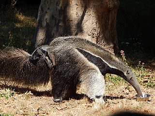 Nachwuchs bei den Großen Ameisenbären im Frankfurter Zoo