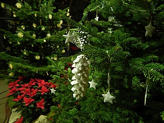 Wieder feste Sammeltermine für Weihnachtsbäume
