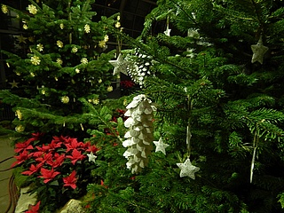 Fixed collection dates for Christmas trees again