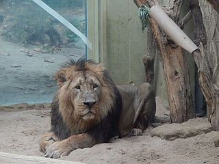 Neue Lockerungen: Etwas mehr Normalität beim Zoobesuch