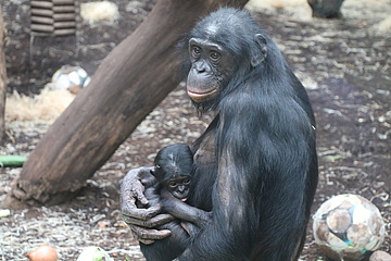 Nachwuchs bei den Bonobos im Frankfurter Zoo