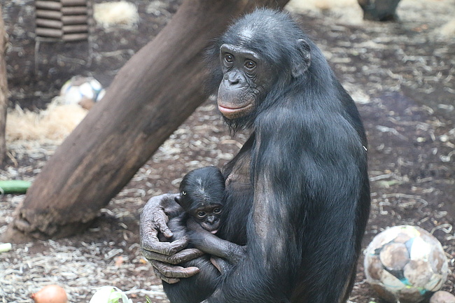 Nachwuchs bei den Bonobos im Frankfurter Zoo