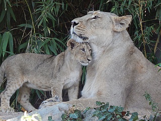 Zoo Frankfurt trauert um Löwin Mira