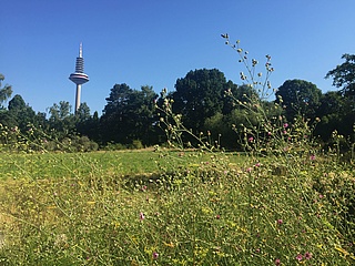 Botanischer Garten lädt zum Tag der offenen Tür am 7. September