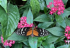 Flower and Butterfly House in the Palmengarten is a crowd puller