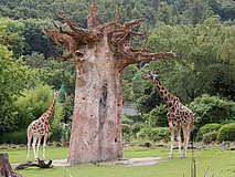 Opel Zoo öffnet schon am Montag