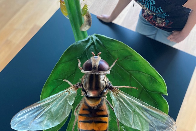 New exhibition at the Senckenberg Museum: City insects - Frankfurt's little helpers