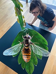 Neue Ausstellung im Senckenberg Museum: Stadtinsekten – Frankfurts kleine Helfer